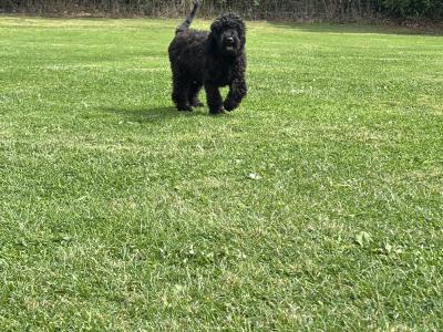 💙 Male Black Standard Poodle Puppy 💙