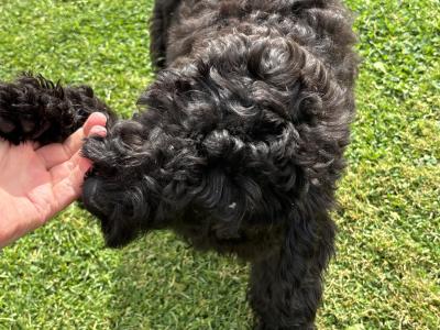💙 Male Black Standard Poodle Puppy 💙