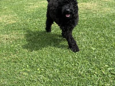 💙 Male Black Standard Poodle Puppy 💙