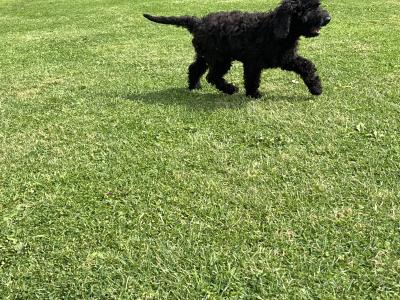 💙 Male Black Standard Poodle Puppy 💙