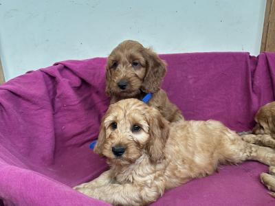 Classy Cockapoo puppies in Cork
