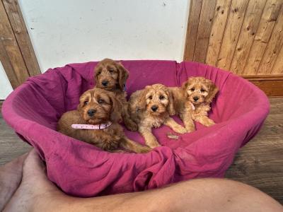 Classy Cockapoo puppies in Cork