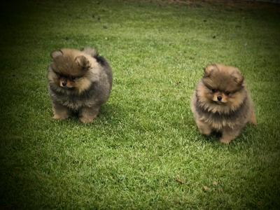 Exclusive Tiny Teddy Bear IKC Registered Pomeranian puppies in Tipperary