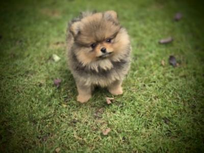 Exclusive Tiny Teddy Bear IKC Registered Pomeranian puppies in Tipperary