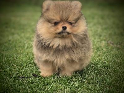 Exclusive Tiny Teddy Bear IKC Registered Pomeranian puppies in Tipperary