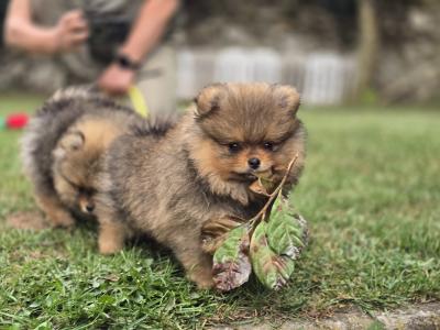 Exclusive Tiny Teddy Bear IKC Registered Pomeranian puppies in Tipperary