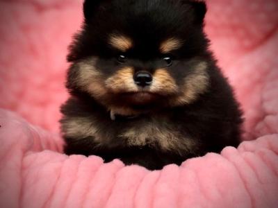 Exclusive Tiny Teddy Bear IKC Registered Pomeranian puppies in Tipperary