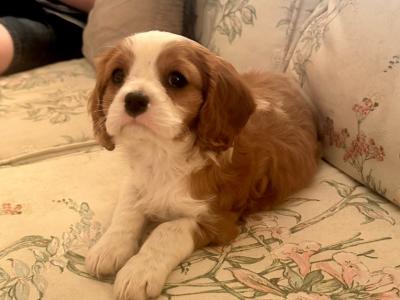 Cavalier King Charles puppies in Cork