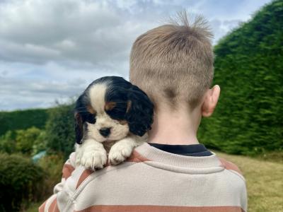 Cavalier King Charles puppies in Cork