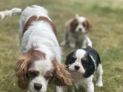 Cavalier King Charles puppies in Cork