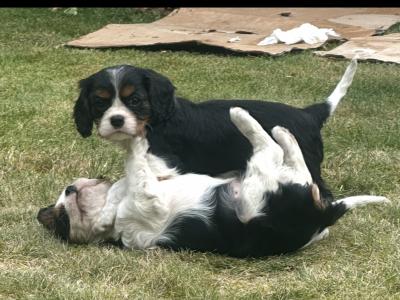 Cavalier King Charles puppies in Cork