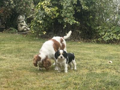 Cavalier King Charles puppies in Cork