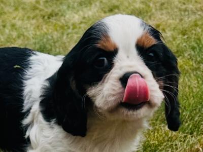 Cavalier King Charles puppies in Cork