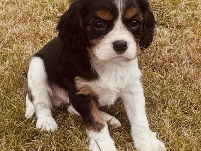 Cavalier King Charles puppies in Cork