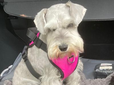 Miniature Schnauzer Dog for sale in Mayo