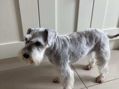 Miniature Schnauzer Dog for sale in Mayo