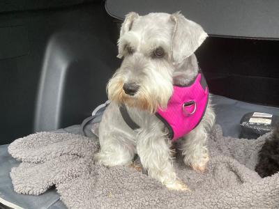 Miniature Schnauzer Dog for sale in Mayo