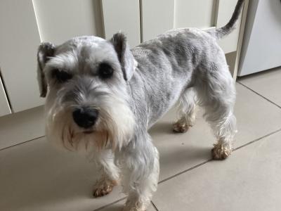 Miniature Schnauzer Dog for sale in Mayo