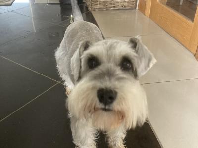 Miniature Schnauzer Dog for sale in Mayo