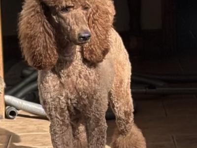 Standard Poodle puppies IKC Registered Champ lines ready!