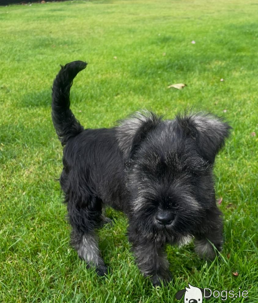 Full Grown Week Old Miniature Schnauzer Old Schnauzer: Over 1,542