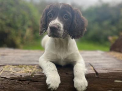 Purebred English Springer Spaniel puppies in Mayo