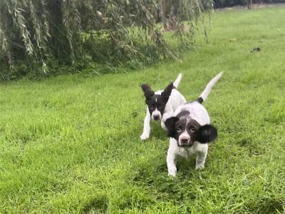 Purebred English Springer Spaniel puppies in Mayo