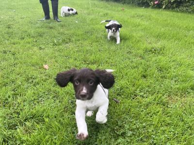 Purebred English Springer Spaniel puppies in Mayo