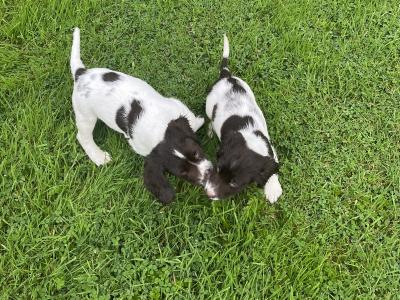 Purebred English Springer Spaniel puppies in Mayo