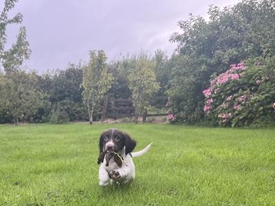 Purebred English Springer Spaniel puppies in Mayo