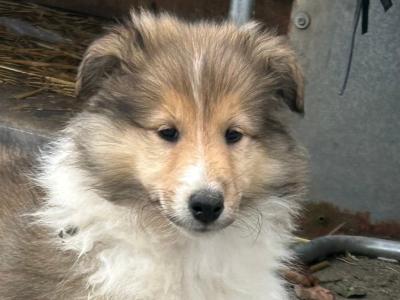 IKC Registered Rough Collie female puppies for sale in Limerick