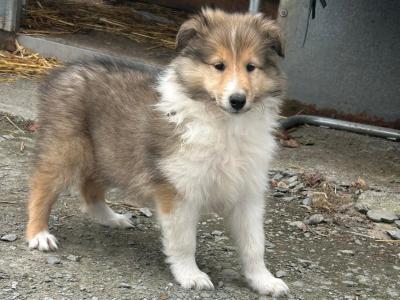 IKC Registered Rough Collie female puppies for sale in Limerick