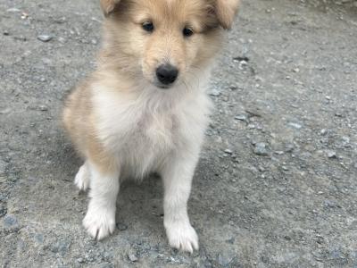 IKC Registered Rough Collie female puppies for sale in Limerick