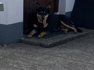 PB Kelpie puppies in Leitrim