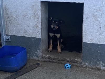 PB Kelpie puppies in Leitrim