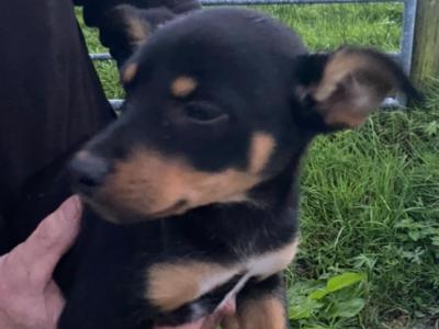 PB Kelpie puppies in Leitrim