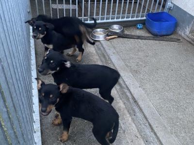 PB Kelpie puppies in Leitrim