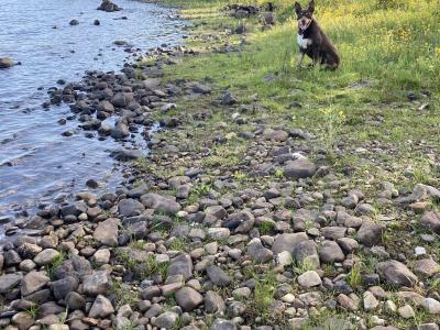 PB Kelpie puppies in Leitrim