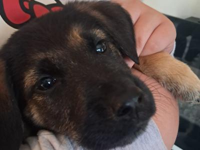 Affectionate Golden Shepherd puppies in Wexford