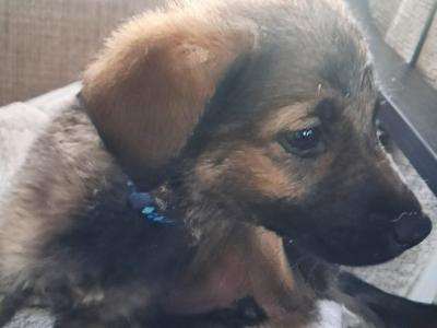 Affectionate Golden Shepherd puppies in Wexford