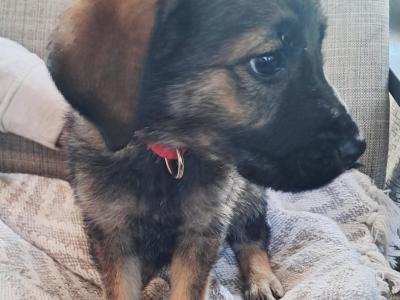 Affectionate Golden Shepherd puppies in Wexford
