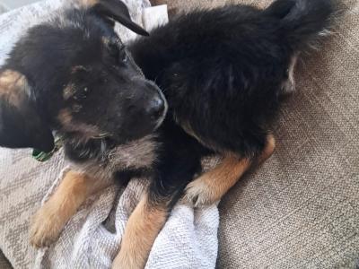 Affectionate Golden Shepherd puppies in Wexford