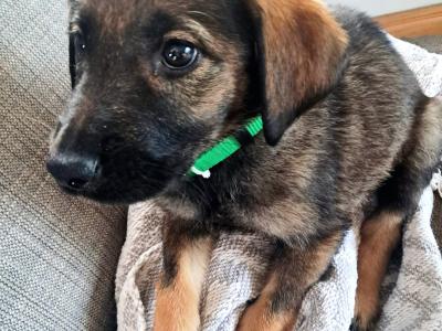 Affectionate Golden Shepherd puppies in Wexford