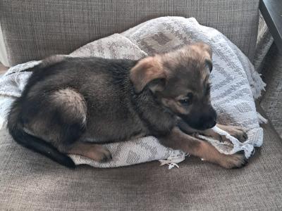Affectionate Golden Shepherd puppies in Wexford