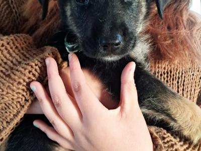 Affectionate Golden Shepherd puppies in Wexford