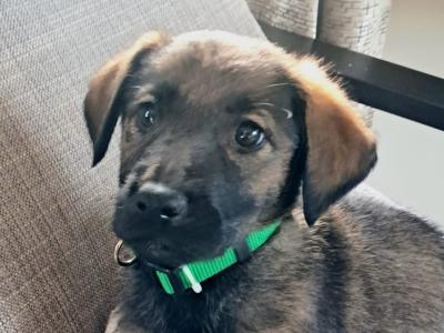 Affectionate Golden Shepherd puppies in Wexford