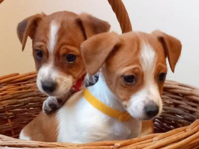 Beautiful Jack Russell puppies in Wexford - 0876737824