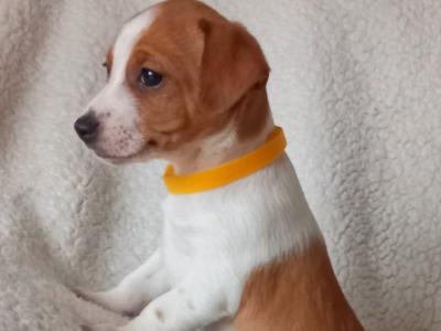 Beautiful Jack Russell puppies in Wexford - 0876737824