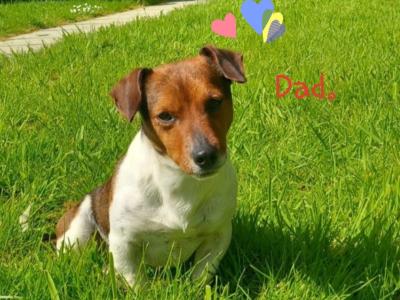 Beautiful Jack Russell puppies in Wexford - 0876737824
