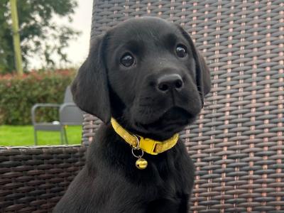 Labrador puppies in Kerry €500